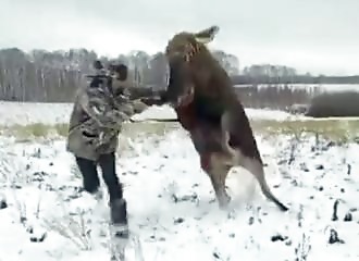 A wounded moose strikes back and attacks a hunter in Russia