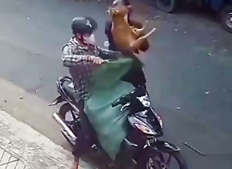 Motorist runs into dog thieves