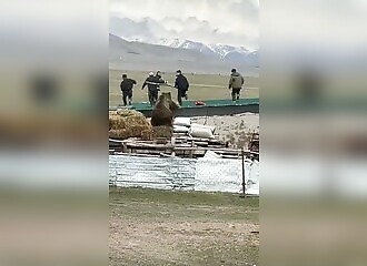 Un ours énorme poursuit des habitants en Turquie