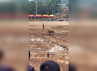 Un cheval fou fonce dans la foule