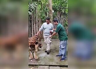 Un tigre attaque un touriste avant une séance de selfie