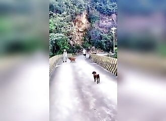 En Chine, un chien saute d'un pont (Public averti)