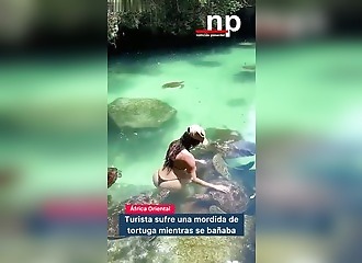 Elle nage avec des tortues géantes, l'une d'elles lui mord les fesses en pleine baignade