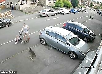 Horrifying moment screaming mother rushes to protect her one-year-old daughter and pet dog as out of control Staffordshire Bull Terrier lurches towards them and begins savage attack | Daily Mail Online