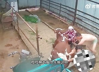 A calf almost gets run over by its own mother