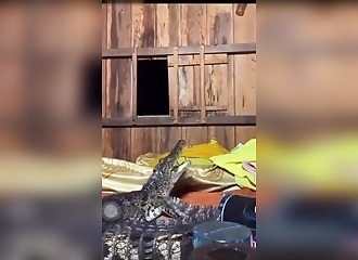 Mauvaise idée : elle essaie d'apprivoiser un bébé caïman et ça tourne mal