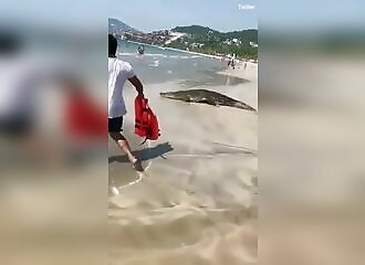 Huge crocodile scares off swimmers on Mexican beach