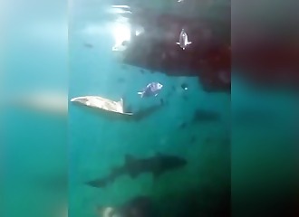 A nurse shark attacks a diver in Brazil