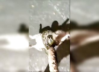 A man rescues a cat from a python's rings