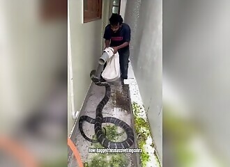 capture of a king cobra with a PVC pipe bag