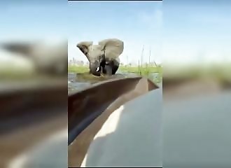 éléphante attaque des touristes en canoë au Botswana