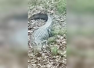 Laisser son chien attaquer un crocodile énorme ? Pas vraiment une bonne idée 