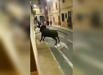 He wanted to race a bull, it ended badly for him (Warning - shocking)