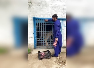 The situation takes a turn for the worse in a matter of seconds: a lion attacks its owner