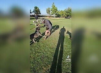 This guy doesn't hesitate to fight a pit bull!