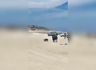 A woman is attacked by a bull on a beach in Mexico