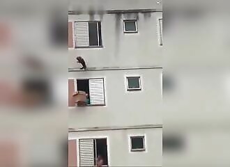 A woman saves a dog by catching it with a cardboard box