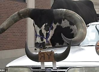 This driver has a very unusual passenger!