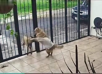 Il jouait gentiment avec un chien errant à travers la grille, il repart avec sa veste