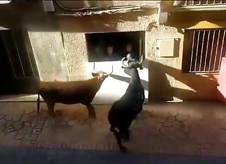 That's why you shouldn't challenge a bull