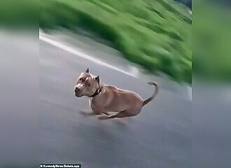 Cyclist chased by two pit bulls who try to bite him