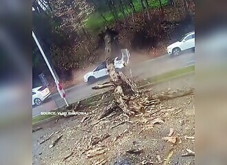 Un arbre énorme tombe et écrase complètement sa voiture